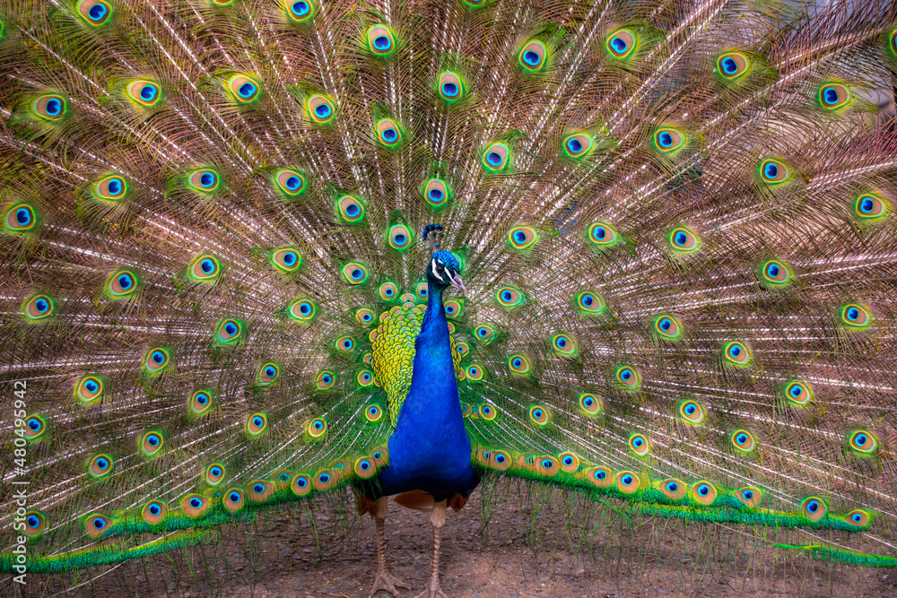 Obraz premium peacock with feathers out