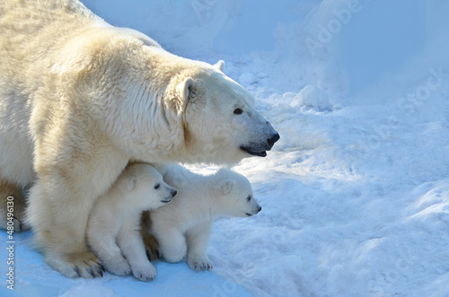 Polar bear with a bear cub