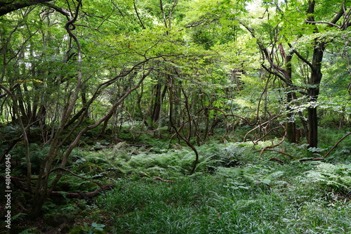 a thick summer forest with fern and vines and old trees