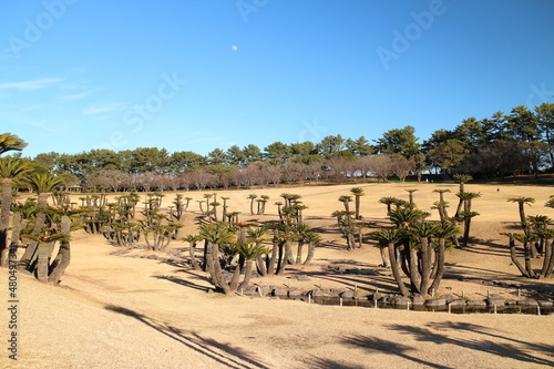 吉野公園の広場に広がるソテツ photo