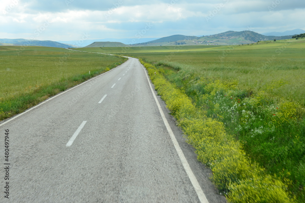 Fototapeta premium asphalt road in a lush nature.