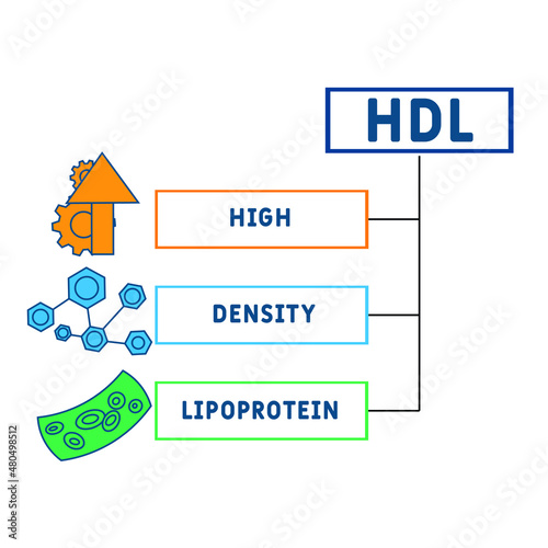 HDL - High-density lipoprotein acronym. business concept background.  vector illustration concept with keywords and icons. lettering illustration with icons for web banner, flyer, landing 