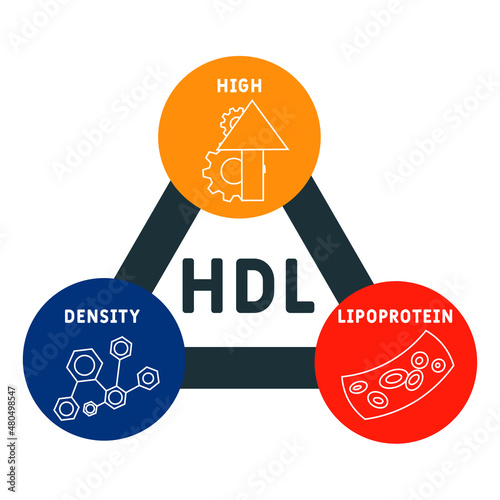 HDL - High-density lipoprotein acronym. business concept background.  vector illustration concept with keywords and icons. lettering illustration with icons for web banner, flyer, landing 