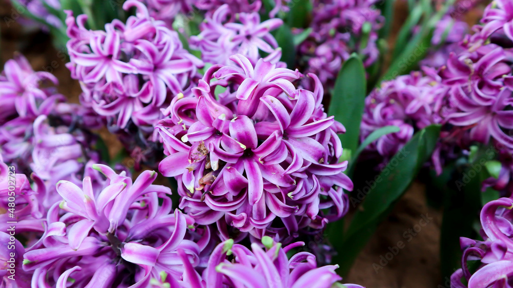 Hyacinthus or Scilloideae, Asparagaceae or  Hyacinthus or Plantae