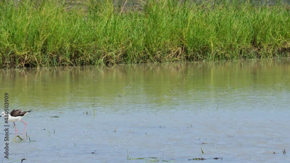 Black Winged Stilt in shallow water. Himan topus himantopus bird wading in the water looking for food. Black Winged Stilt in shallow water. Himan topus himantopus bird wading in the water looking for food.