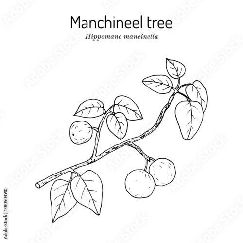 Manchineel tree or mancinella Hippomane mancinella , poisonous plant photo