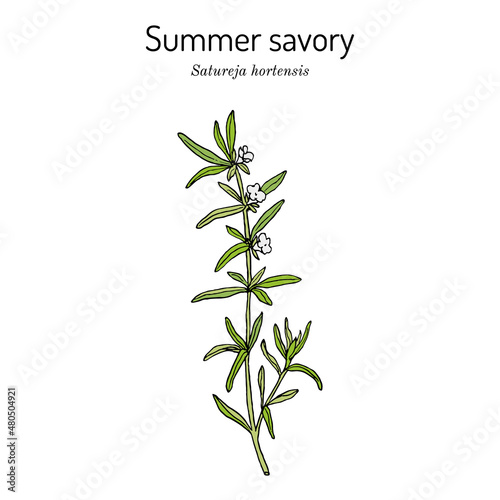 Summer Savory Satureja Hortensis , edible and medicinal plant