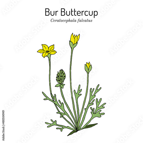 Bur buttercup Ceratocephala falcatus , or curveseed butterwort, medicinal plant photo