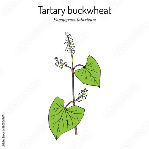 Tartary buckwheat Fagopyrum tataricum , edible and medicinal plant