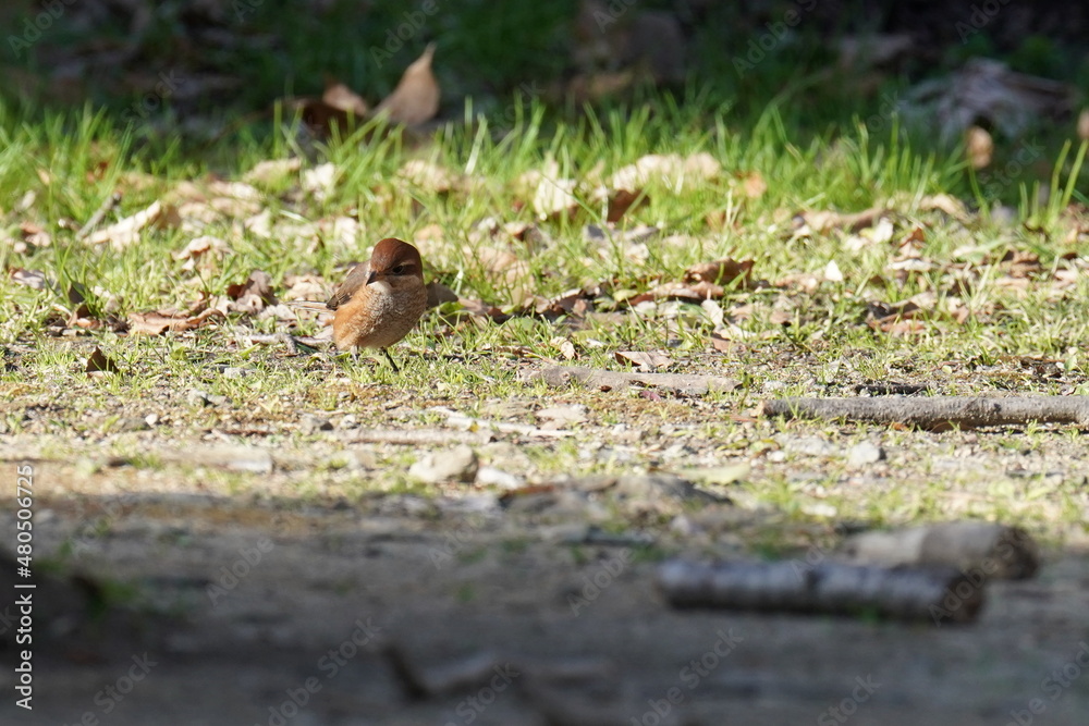 bull headed shrike on the ground bull headed shrike on the ground