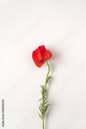 Aesthetic minimal styled concept. Red poppy flower on white background. Creative still life summer, spring floral concept