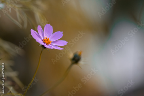 beautiful close up shot of common garden cosmos flower