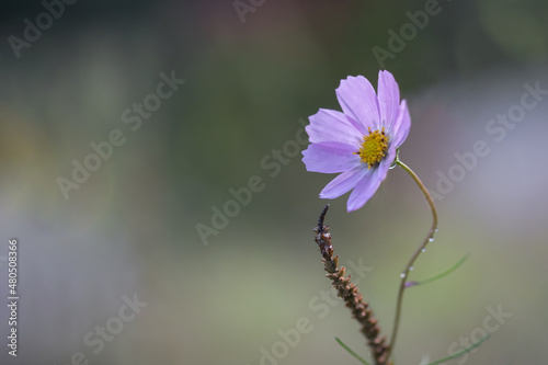 beautiful close up shot of common garden cosmos flower