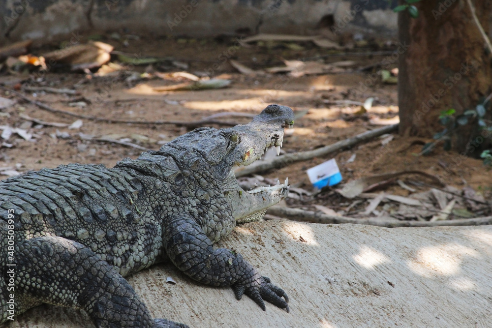 Fototapeta premium landscape of crocodile in the water pond at park 