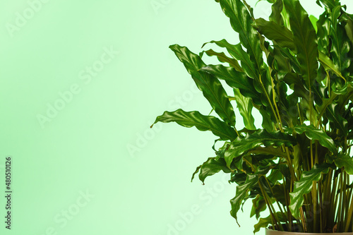 Green plant on green background