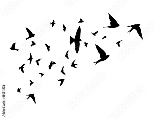Canvas Print A flock of flying birds