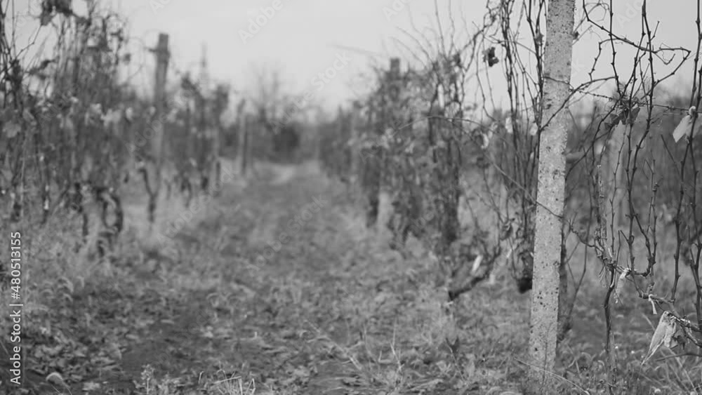 autumn field landscape with empty vines in black and white autumn field landscape with empty vines in black and white