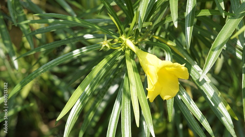 Closeup shot of yellow colour flower from Thevetia peruviana plant also known as luckynut,oleander,Be still tree photo