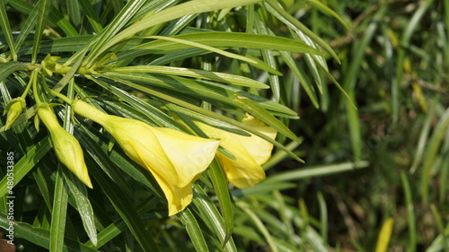 Closeup shot of yellow colour flower from Thevetia peruviana plant also known as luckynut,oleander,Be still tree photo