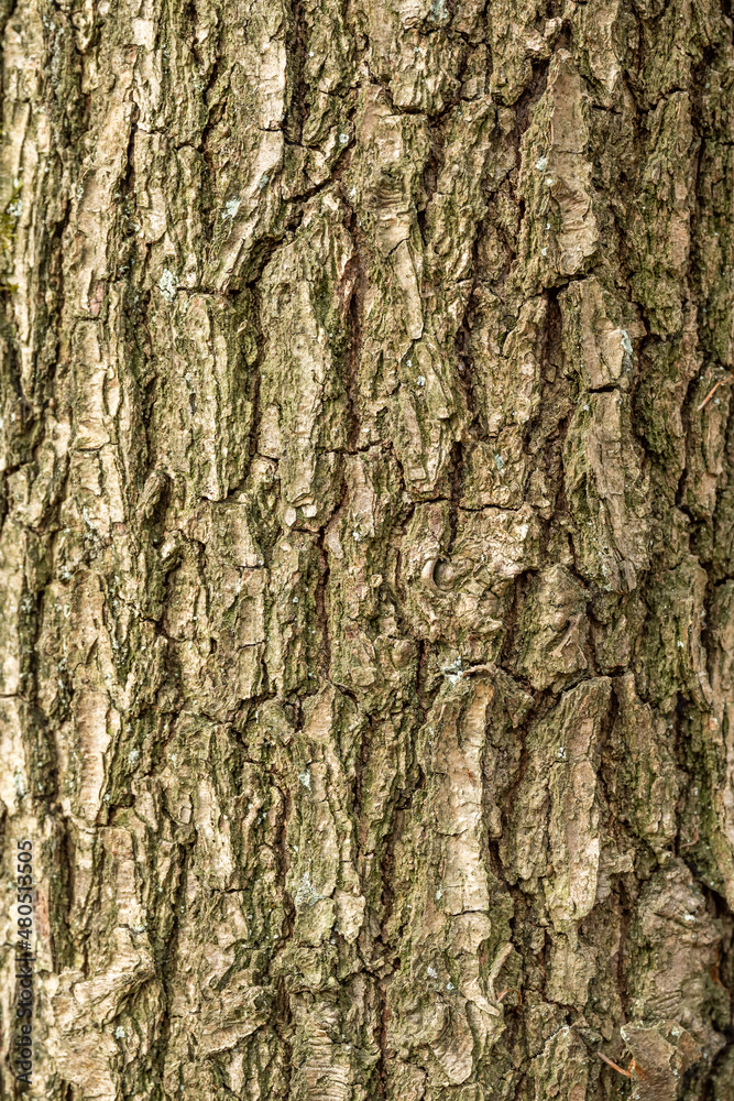 Bark of old tree Seamless bark background texture Natural Bark of old tree Seamless bark background texture Natural