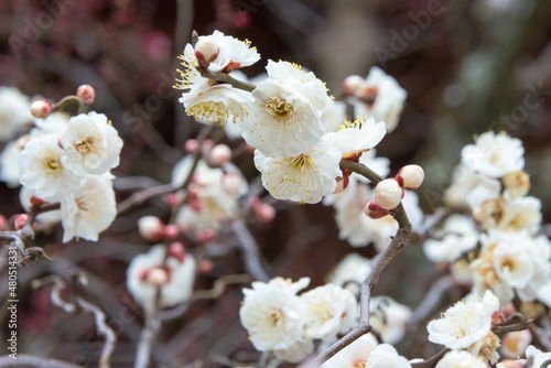 Kyoto, Japan - Feb 25 2018: Prunus mume at Kitano Tenmangu Shrine in Kyoto, Japan. The shrine was built during 947AD by the emperor of the time in honor of Sugawara no Michizane. photo