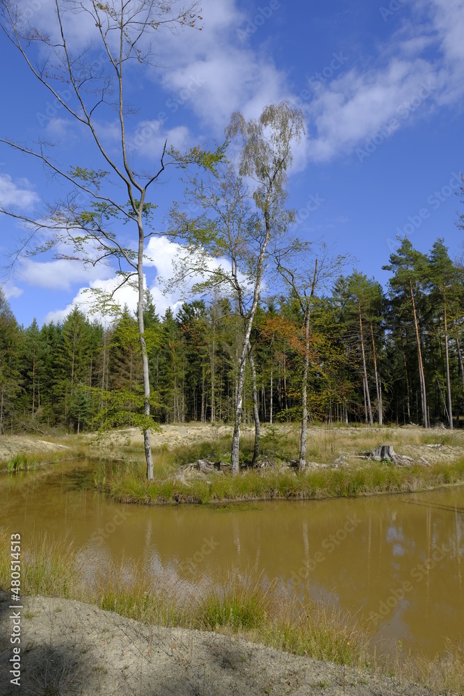 Obraz premium Feuchtbiotope im Neuwirtshauser Forst im Biosphärenreservat Rhön, Landkreis Bad Kissingen, Bayern, Deutschland