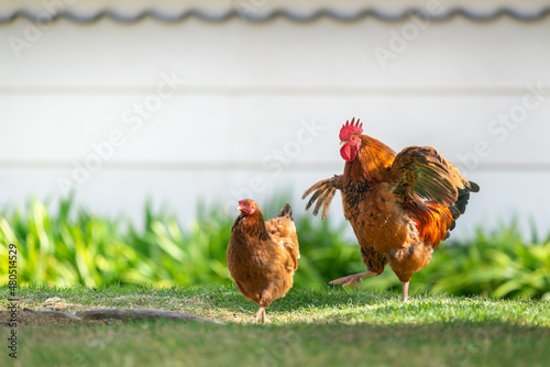 Rooster flapping its wings and out-of-focus hen at Western Springs park in Auckland
