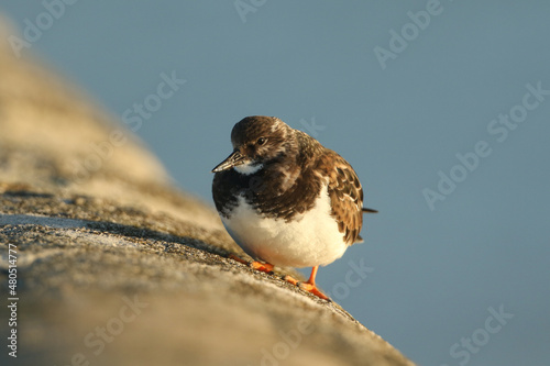 A Turnstone, Arenaria interpres, perched on the sea wall, at high tide.