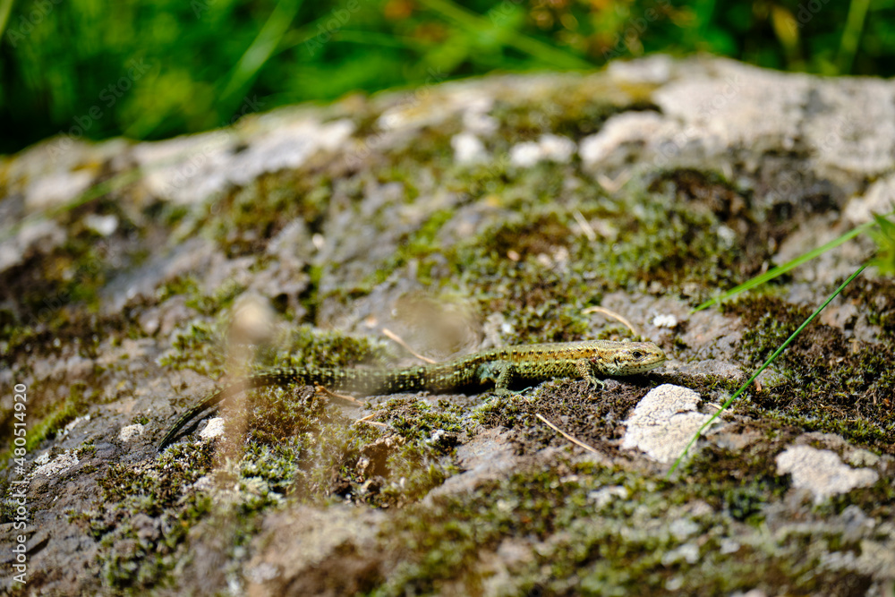 Waldeidechse, Zootoca vivipara, Lacerta vivipara, Bergeidechse, Mooreidechse Waldeidechse, Zootoca vivipara, Lacerta vivipara, Bergeidechse, Mooreidechse