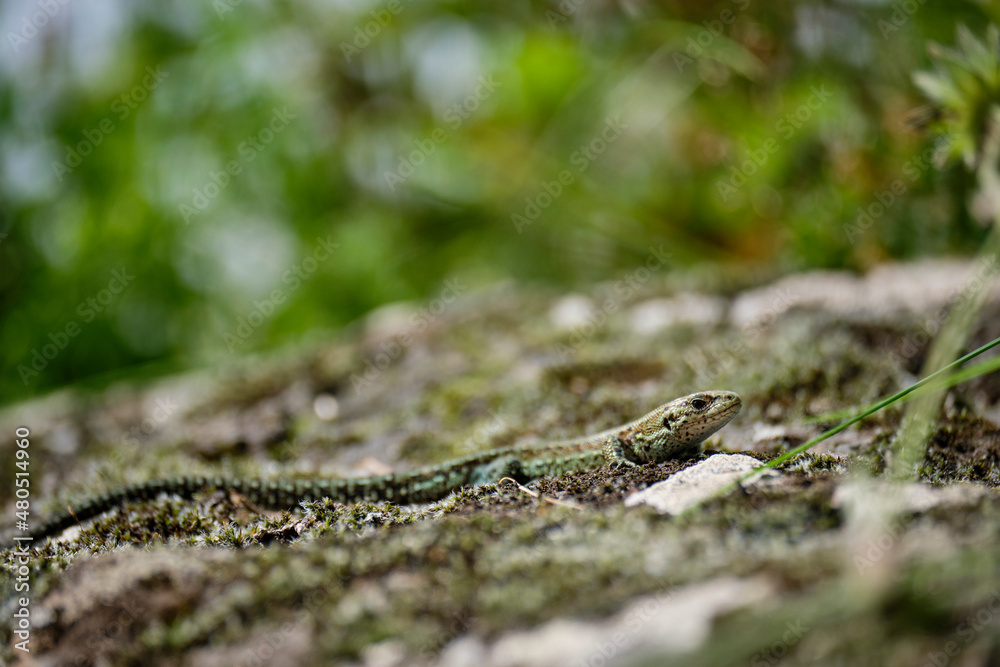 Waldeidechse, Zootoca vivipara, Lacerta vivipara, Bergeidechse, Mooreidechse Waldeidechse, Zootoca vivipara, Lacerta vivipara, Bergeidechse, Mooreidechse
