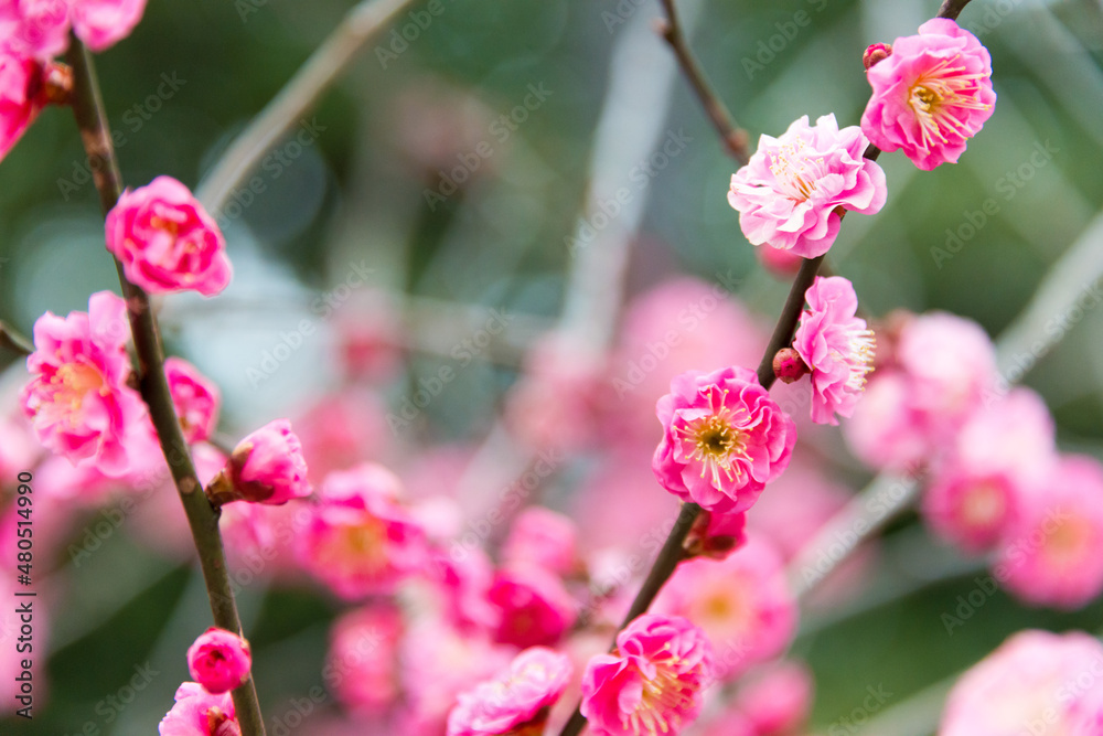 Kyoto, Japan - Feb 25 2018: Prunus mume at Kitano Tenmangu Shrine in Kyoto, Japan. The shrine was built during 947AD by the emperor of the time in honor of Sugawara no Michizane. Kyoto, Japan - Feb 25 2018: Prunus mume at Kitano Tenmangu Shrine in Kyoto, Japan. The shrine was built during 947AD by the emperor of the time in honor of Sugawara no Michizane.