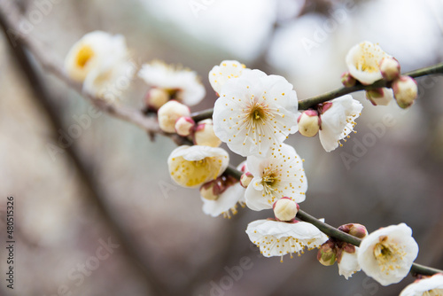 Kyoto, Japan - Feb 25 2018: Prunus mume at Kitano Tenmangu Shrine in Kyoto, Japan. The shrine was built during 947AD by the emperor of the time in honor of Sugawara no Michizane. photo