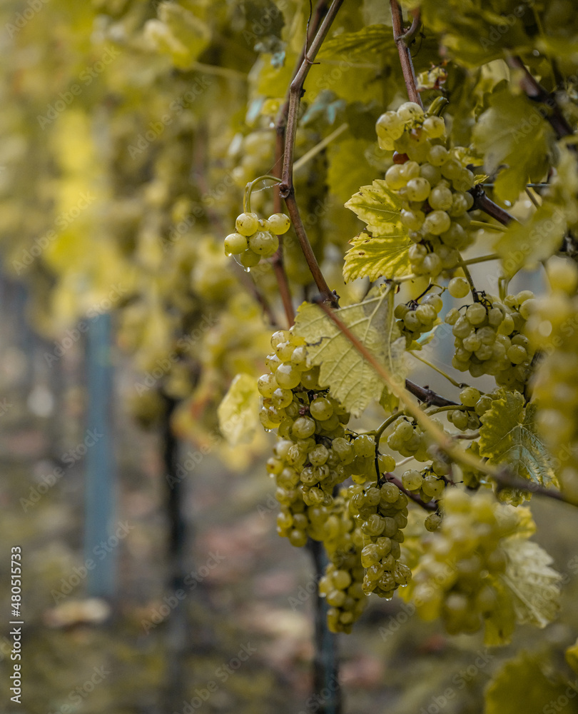white Wine grapes fall morning mist ready for harvest Region Moselle River Winningen Germany