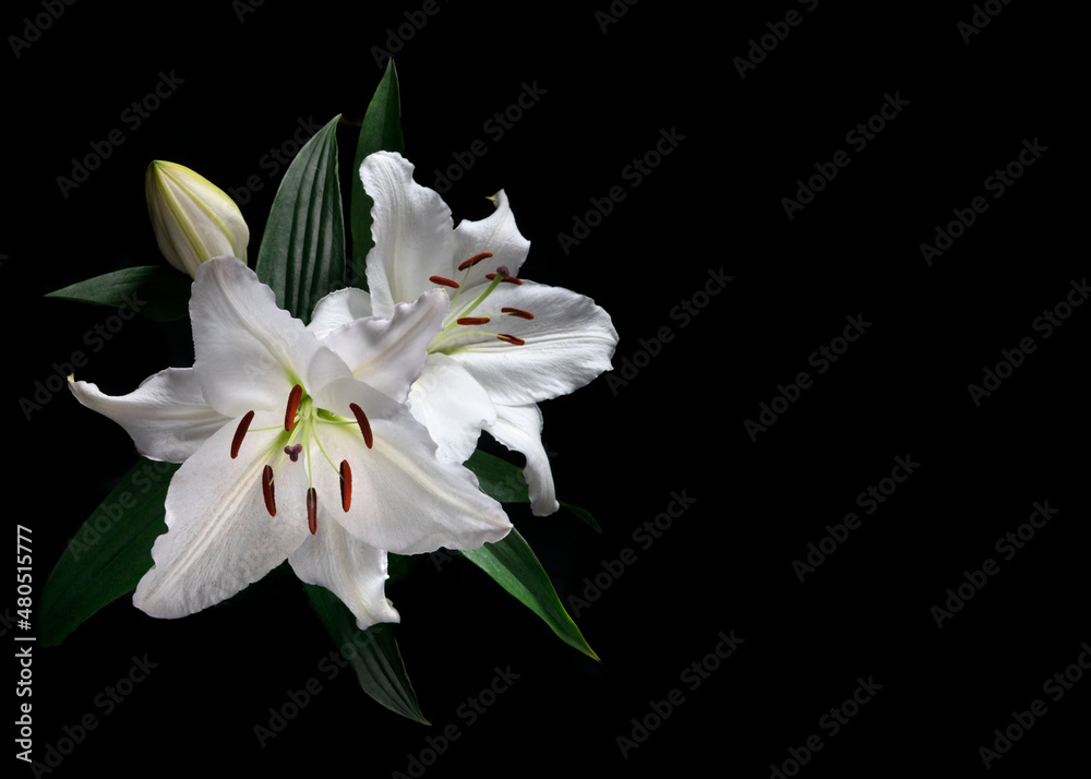 pair of  Lilium candidum