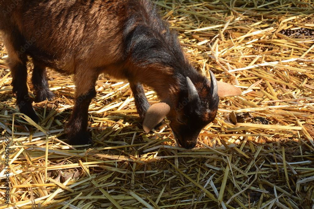 Goat kid in local Zoo. Close up of a goat Goat kid in local Zoo. Close up of a goat