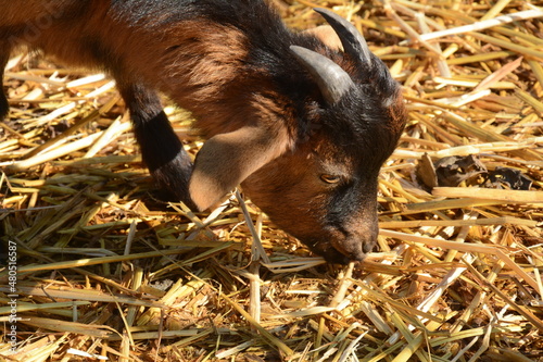 Goat kid in local Zoo. Close up of a goat