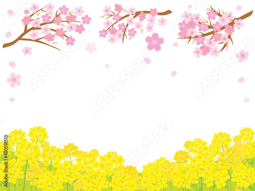 春の桜と菜の花の風景イラスト