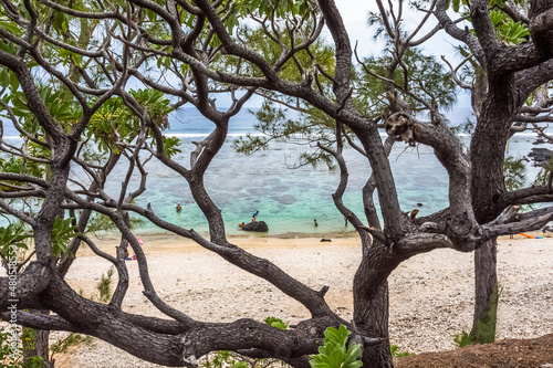 Plage de Kélonia à travers les branches d’un veloutier, île de la Réunion 