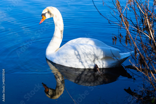 Swan reflected in the water  winter  ice cover