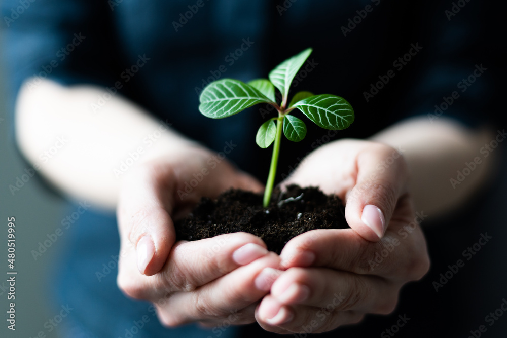 environment Earth Day In the hands of trees growing seedlings. Female hand holding tree sprout