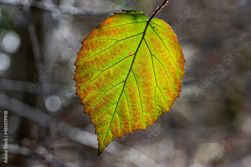 Colorful bush leaf backlit. Winter