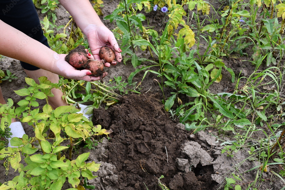 We dig up potatoes. Freshly dug potatoes in women's hands. A poor harvest. Weeds and potato tops on the beds. Amateur organic farming