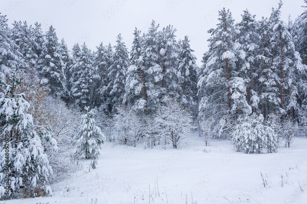 Naklejka premium A walk in the winter forest and trees in white clothes!