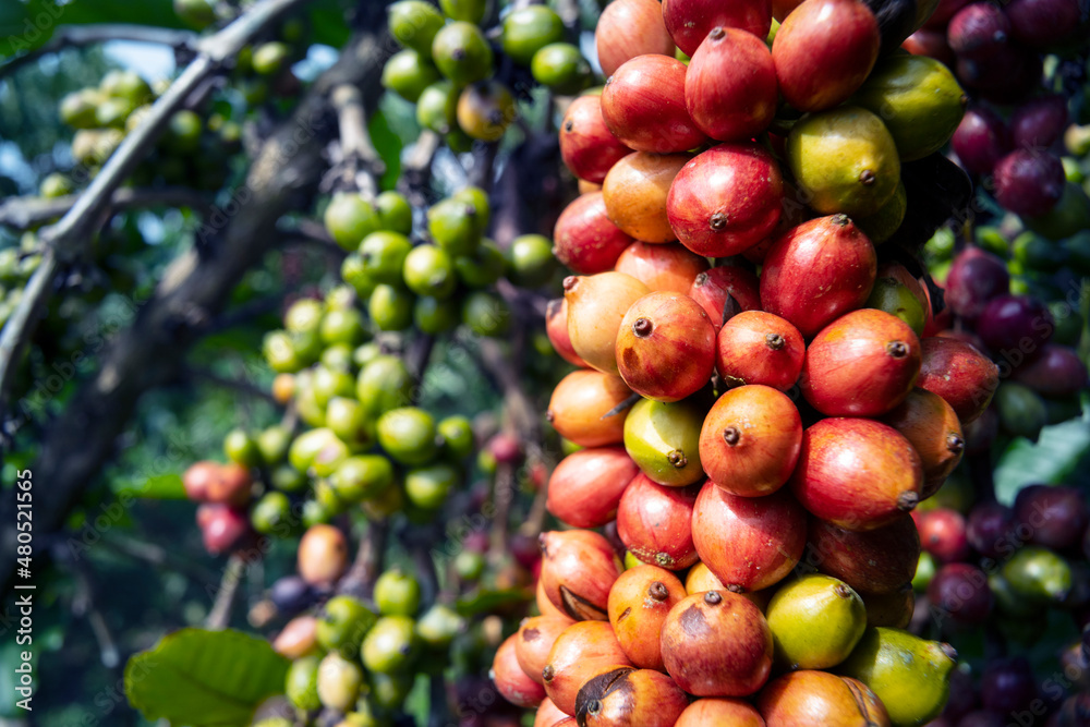 coffee tree at coffee farm coffee tree at coffee farm