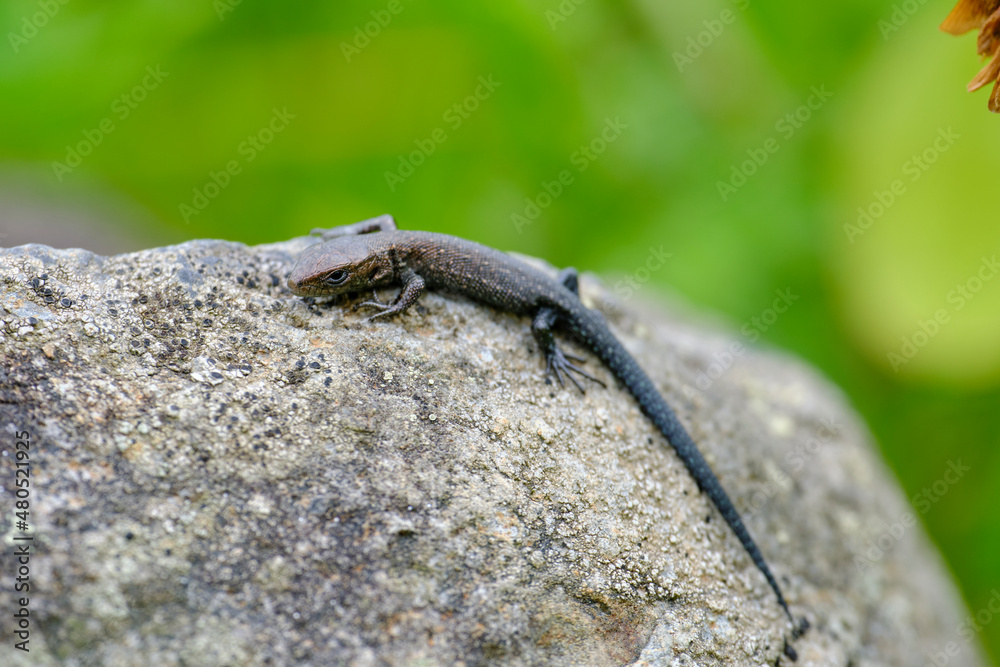 Waldeidechse, Zootoca vivipara, Lacerta vivipara, Bergeidechse, Mooreidechse Waldeidechse, Zootoca vivipara, Lacerta vivipara, Bergeidechse, Mooreidechse