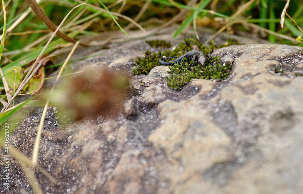 Waldeidechse, Zootoca vivipara, Lacerta vivipara, Bergeidechse, Mooreidechse Waldeidechse, Zootoca vivipara, Lacerta vivipara, Bergeidechse, Mooreidechse