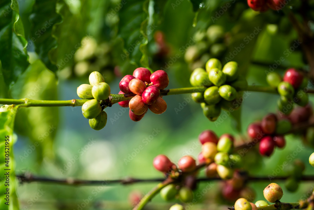 coffee tree at coffee farm coffee tree at coffee farm