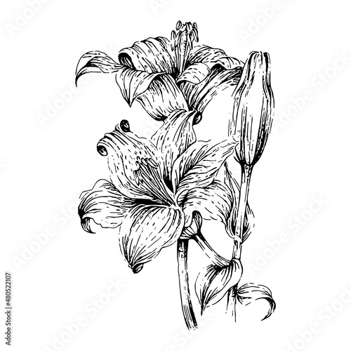 hand drawn lily flower illustration in engraved style, isolated on white background