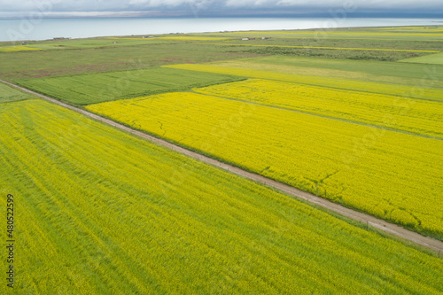 Aerial view of yellow cole flowers flowering in the lakeside of qinghai lake China