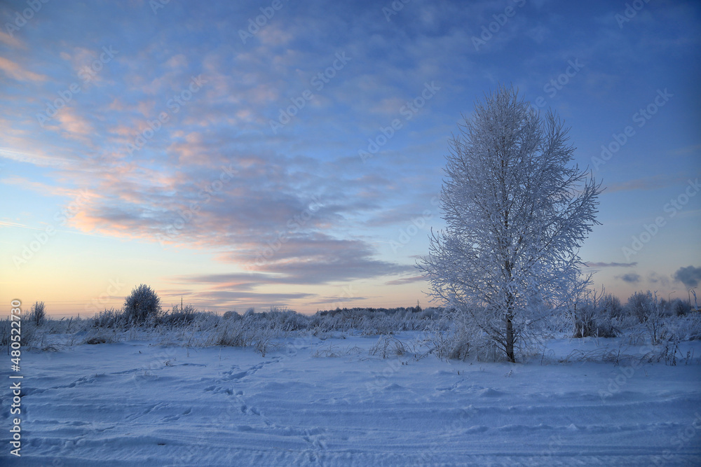 Winter landscape with tree and beautiful evening sky